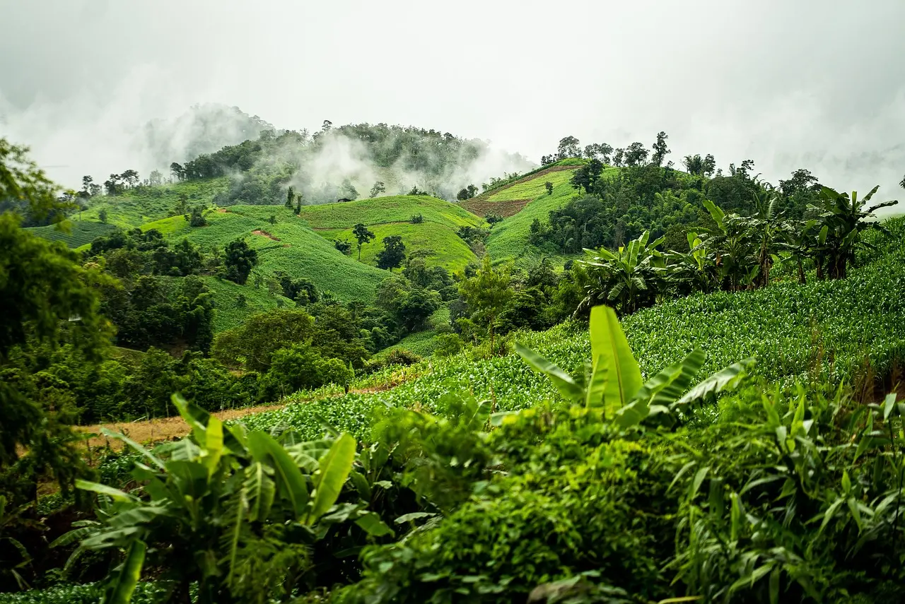 A kép forrása: Unsplash, fotós: Zoshua Colah 